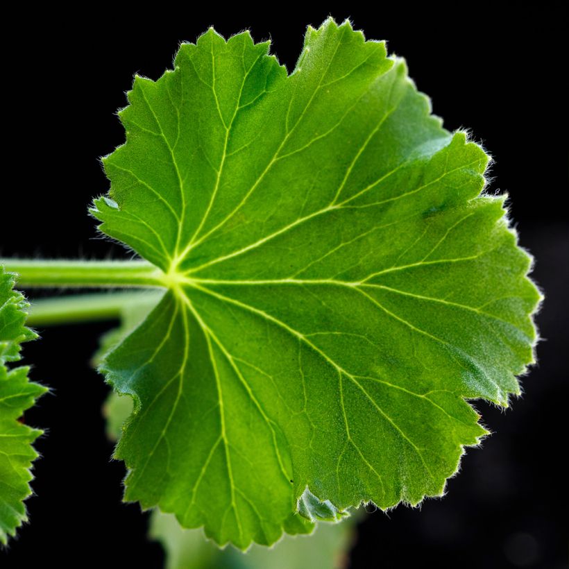 Tuoksupelargoni Torento Ginger (Lehvistö)
