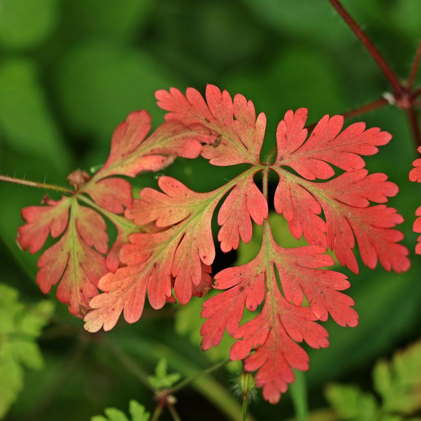Haisukurjenpolvi - Geranium robertianum (Lehvistö)