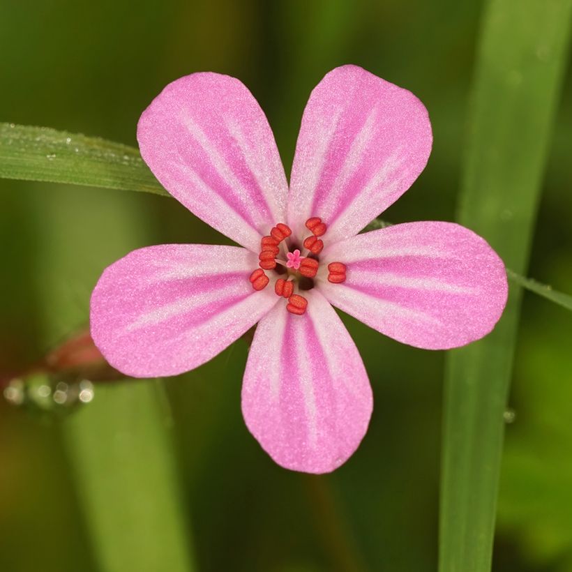 Haisukurjenpolvi - Geranium robertianum (Kukinta)