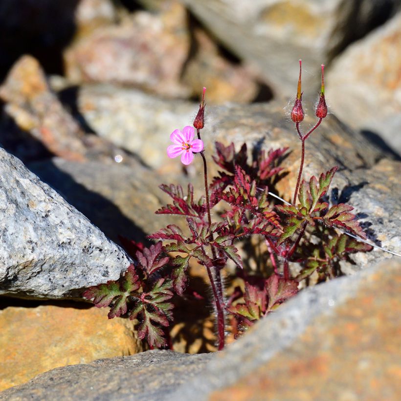 Haisukurjenpolvi - Geranium robertianum (Kasvutapa)