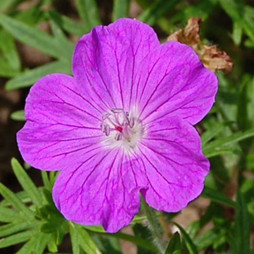Verikurjenpolvi - Geranium sanguineum (Kukinta)