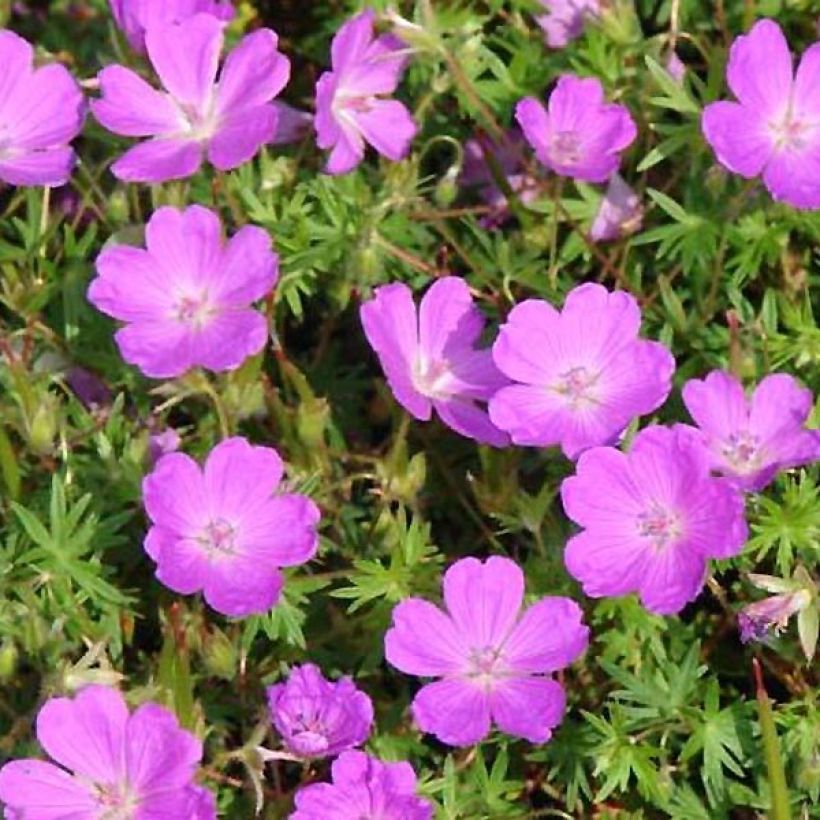 Verikurjenpolvi Aviemore (Lehvistö)