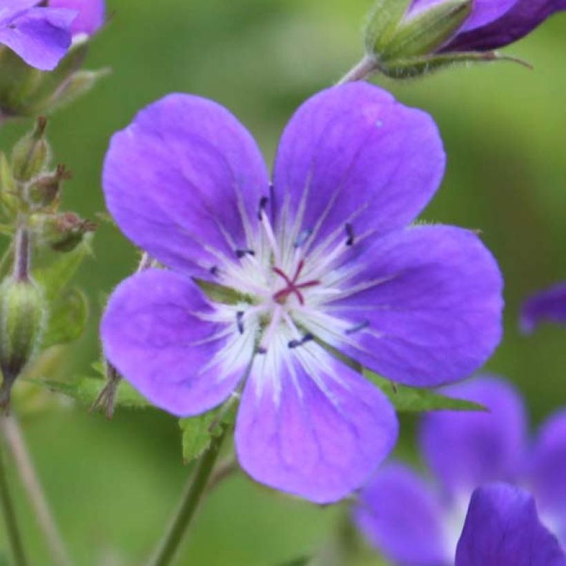 Metsäkurjenpolvi Ice Blue (Kukinta)