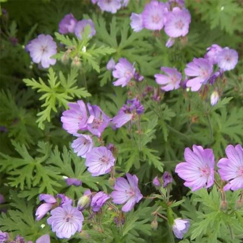 Mukulakurjenpolvi - Geranium tuberosum (Kukinta)
