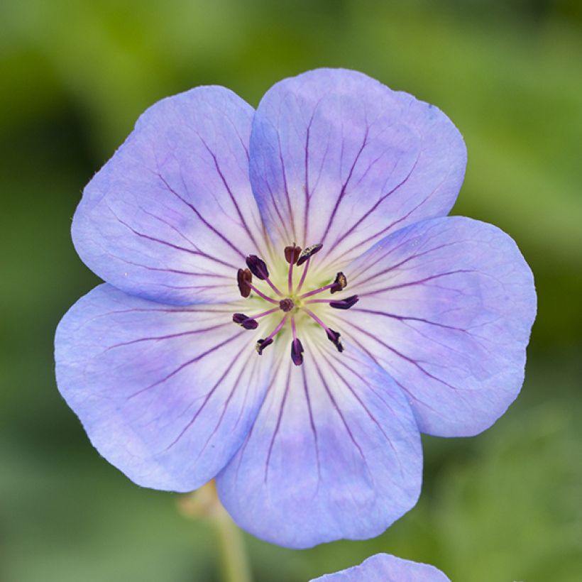 Himalajankurjenpolvi Azure Rush (Kukinta)