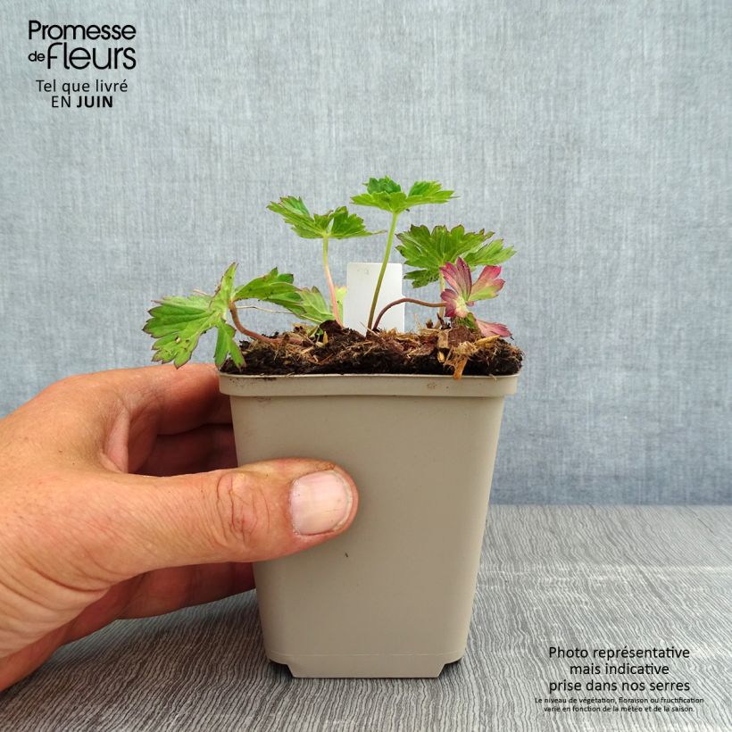 Esimerkki kesällä toimitetusta Himalajankurjenpolvi Azure Rush Godet de 8/9 cm-taimesta