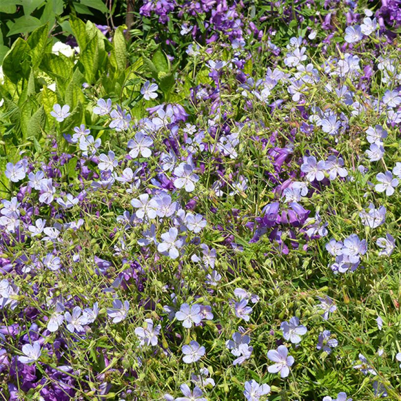 Kurjenpolvi Blue Cloud (Kukinta)