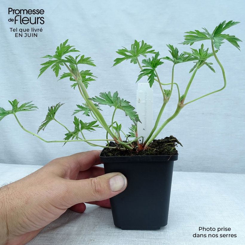 Esimerkki kesällä toimitetusta Jalokurjenpolvi Brookside Taimiruukku 8/9 cm-taimesta