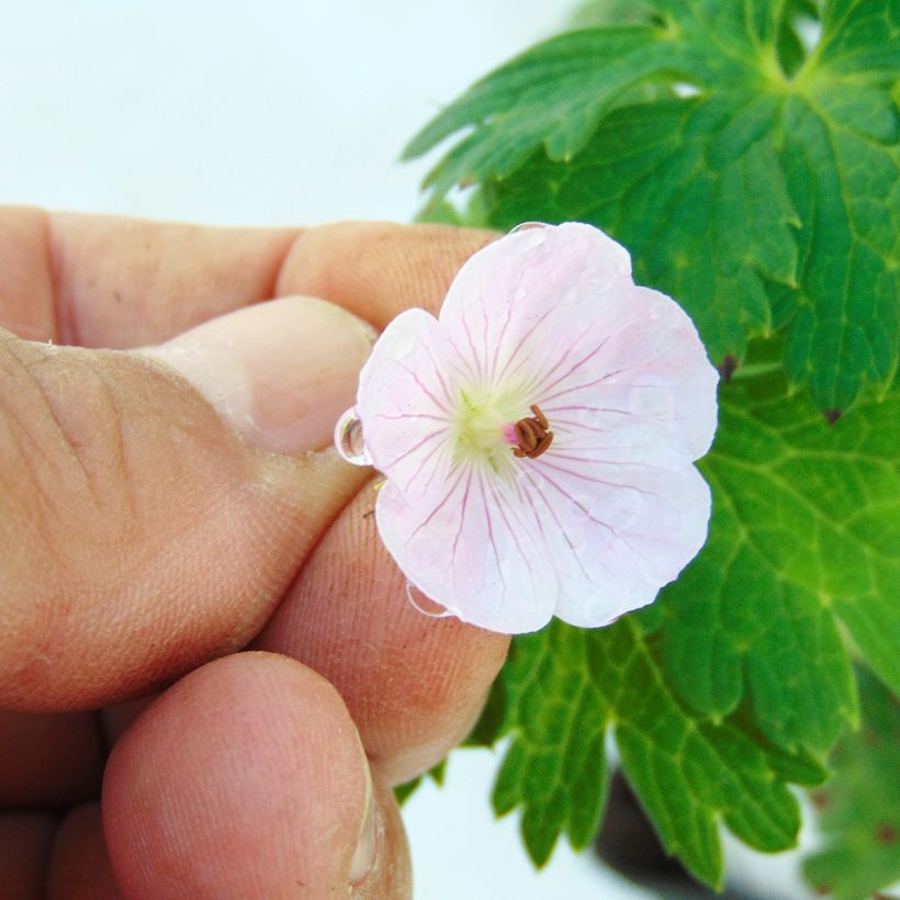 Himalajankurjenpolvi Lilac Ice (Kukinta)
