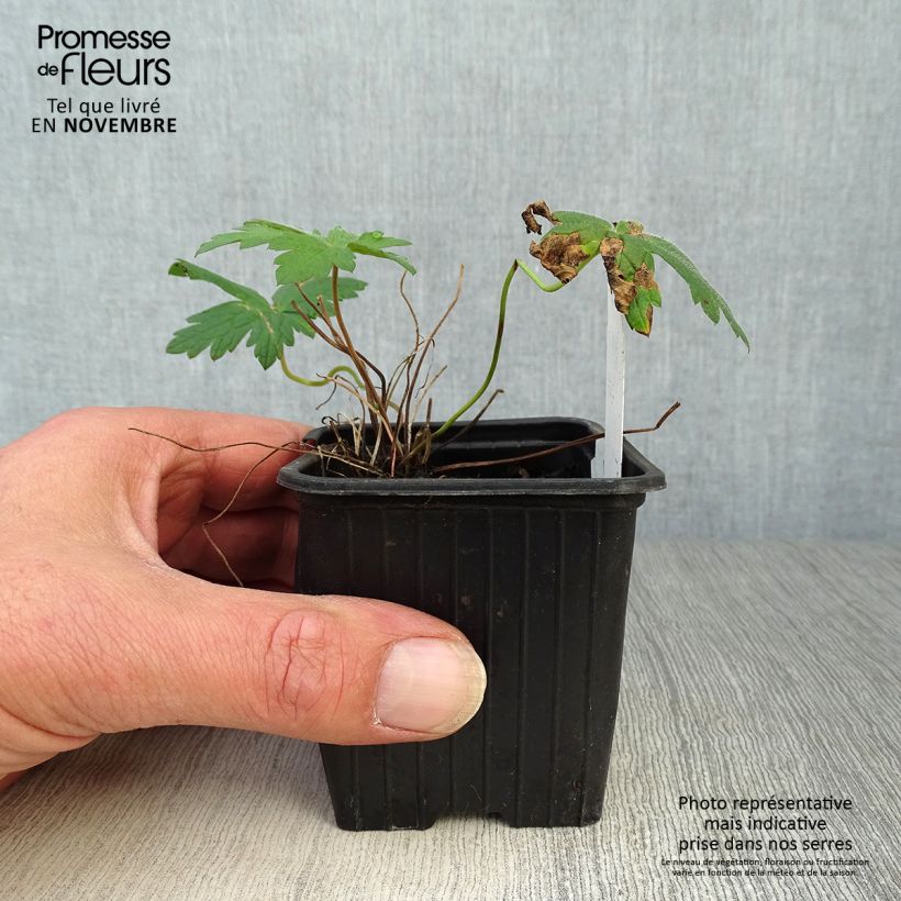 Esimerkki syksyllä toimitetusta Jalokurjenpolvi Patricia 8/9 cm taimiruukku-taimesta