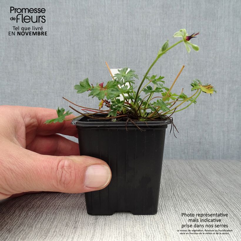 Esimerkki syksyllä toimitetusta Harmaakurjenpolvi Rothbury Gem 8/9 cm taimiruukku-taimesta