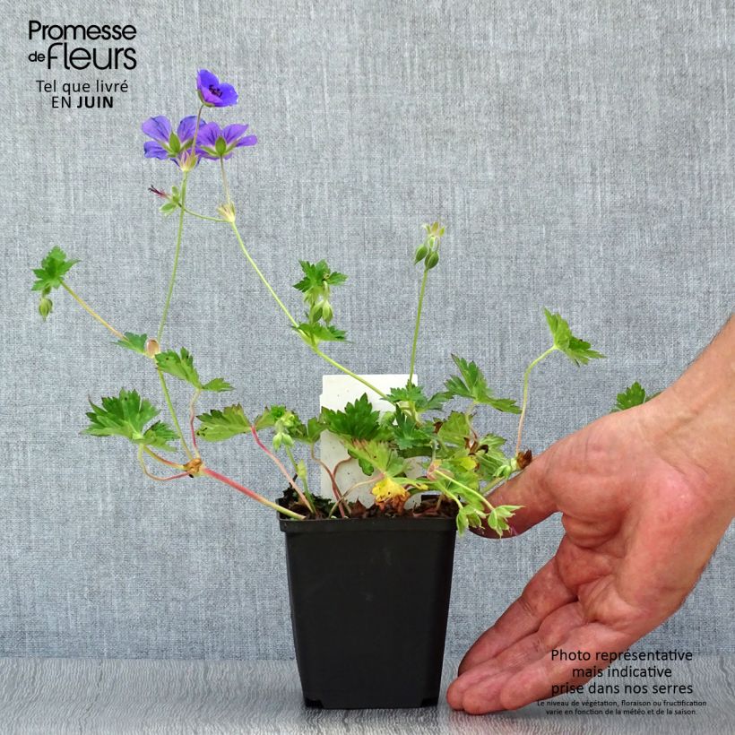 Esimerkki kesällä toimitetusta Jalokurjenpolvi Rozanne Taimiruukku 8/9 cm-taimesta