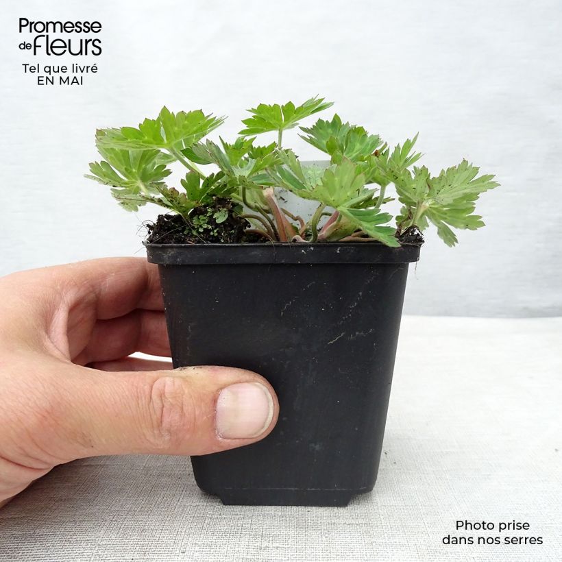 Example of Jalokurjenpolvi Rozanne Godet de 8/9 cm as you get in printemps