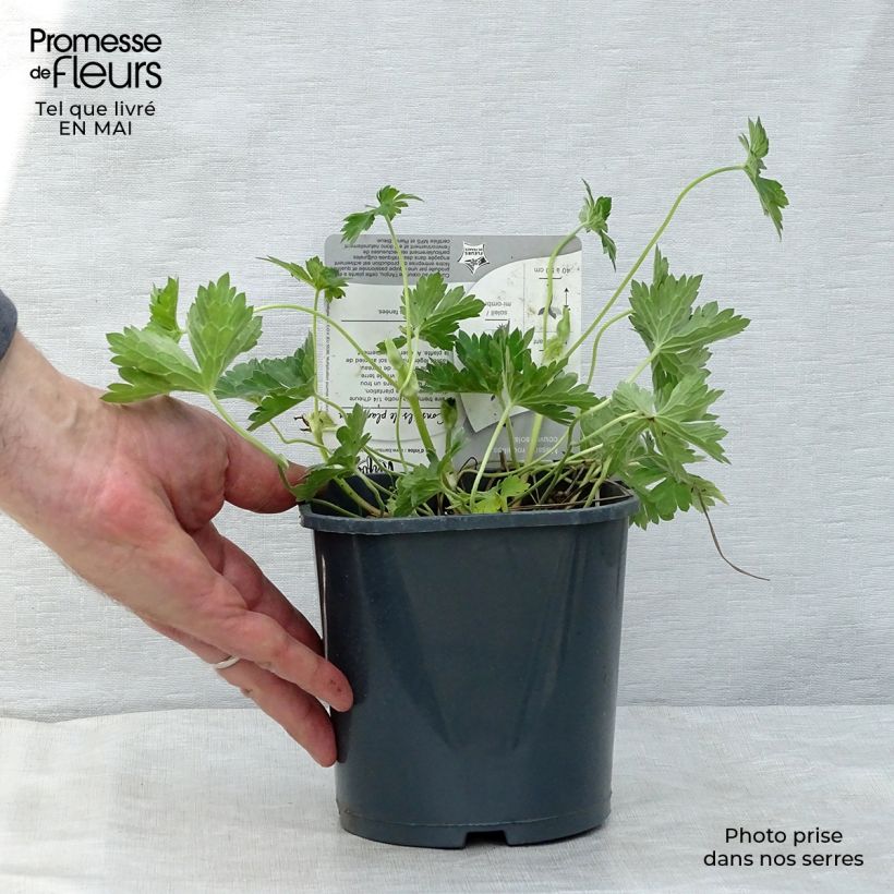 Example of Jalokurjenpolvi Rozanne Pot de 2L/3L as you get in printemps