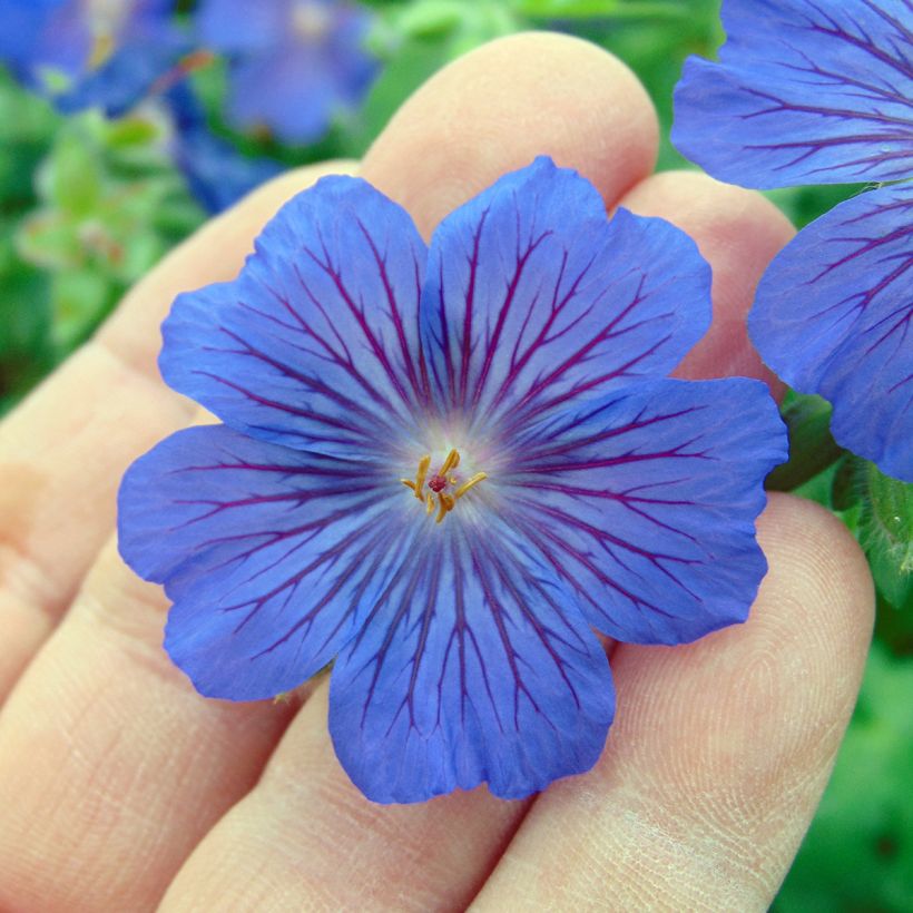 Turkinkurjenpolvi Sabani Blue (Kukinta)