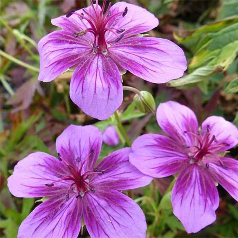 Keisarinkurjenpolvi Starman (Kukinta)