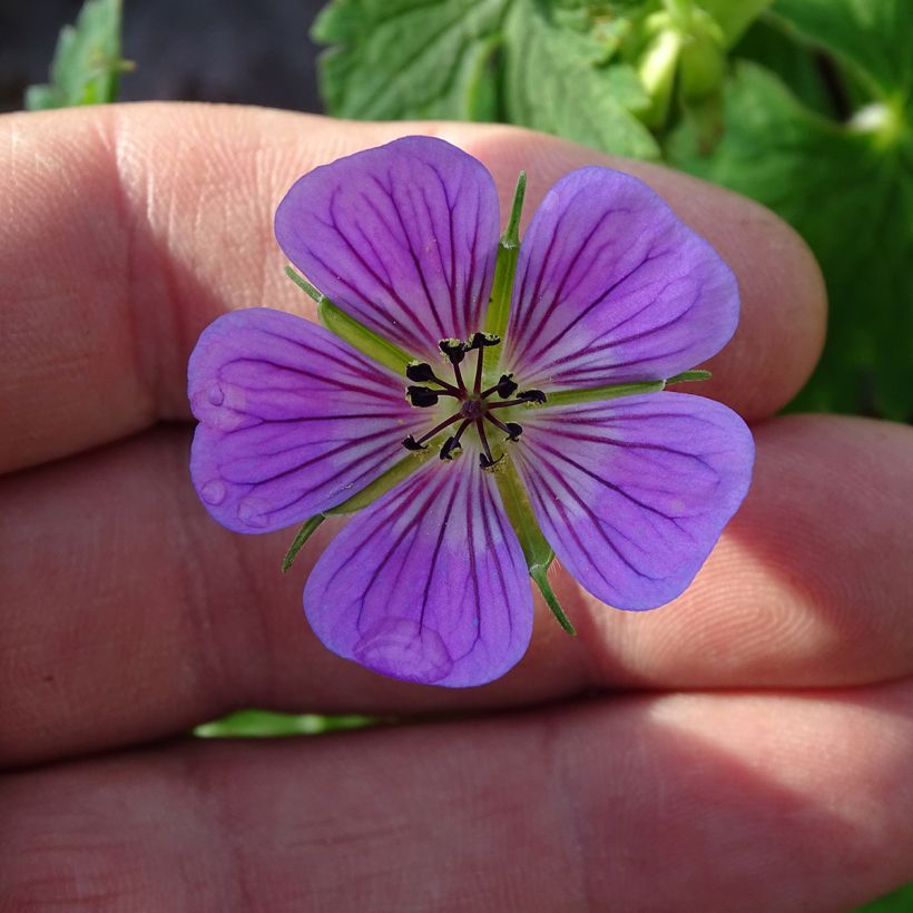 Himalajankurjenpolvi Sweet Heidi (Kukinta)