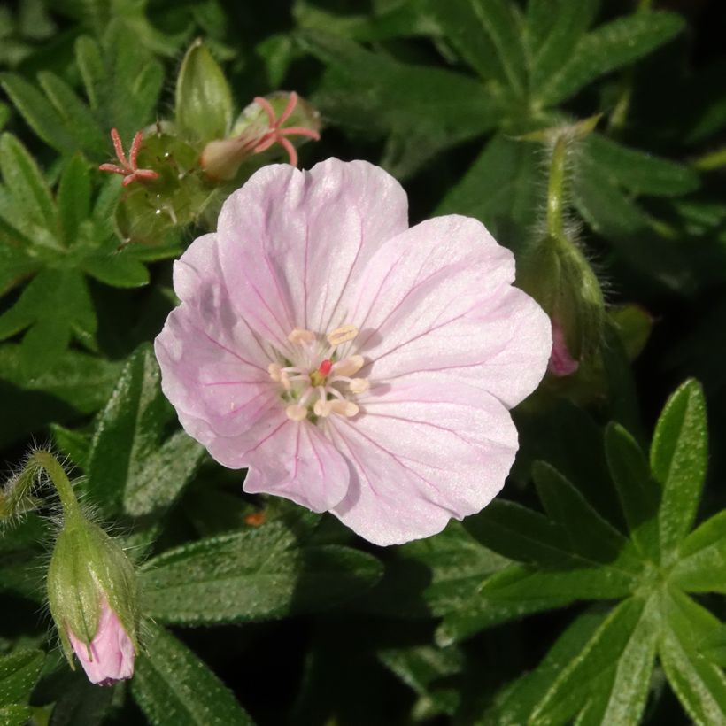 Verikurjenpolvi Frivolius Pink (Kukinta)