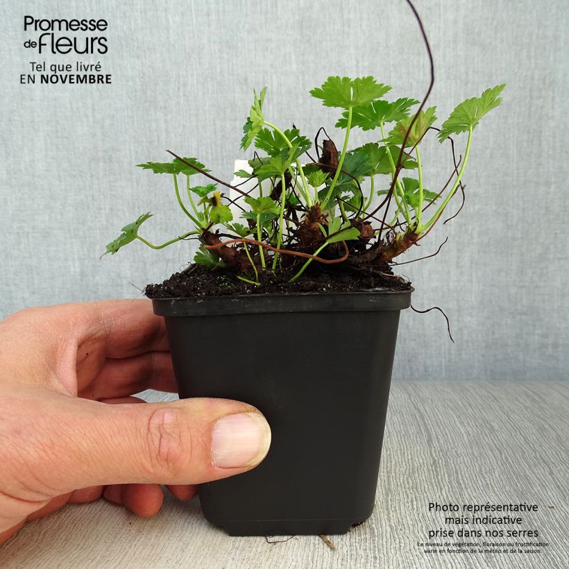 Esimerkki syksyllä toimitetusta Peittokurjenpolvi Biokovo 8/9 cm taimiruukku-taimesta