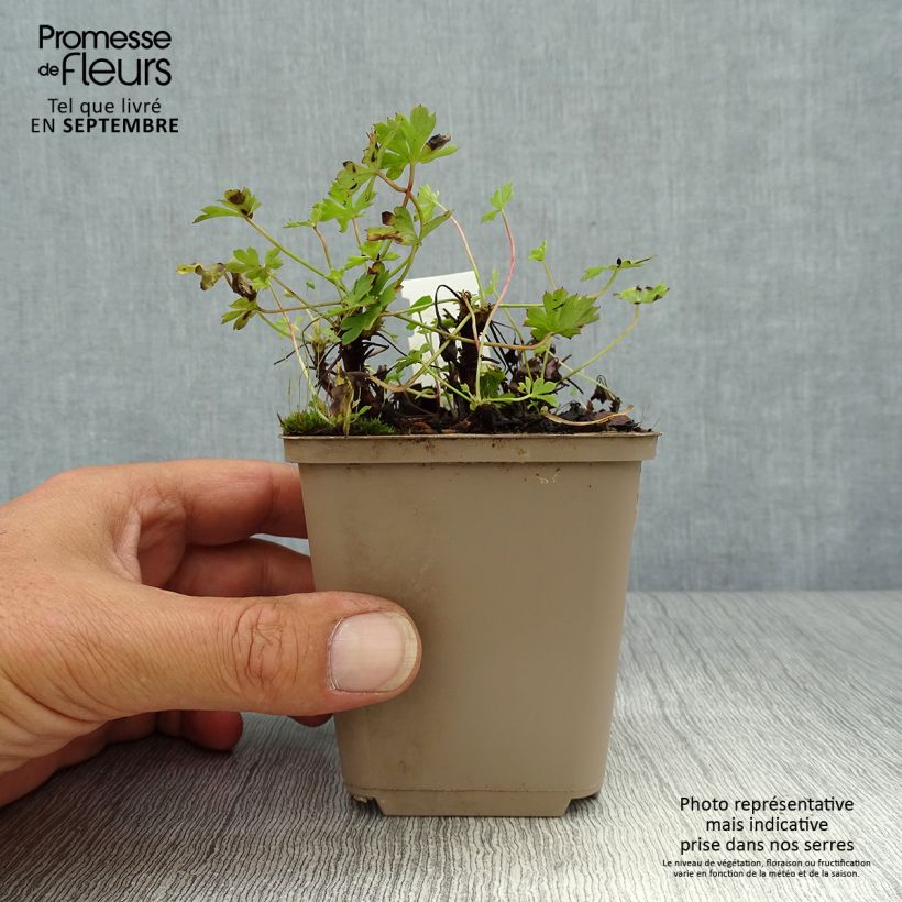 Esimerkki syksyllä toimitetusta Peittokurjenpolvi Westray 8/9 cm taimiruukku-taimesta