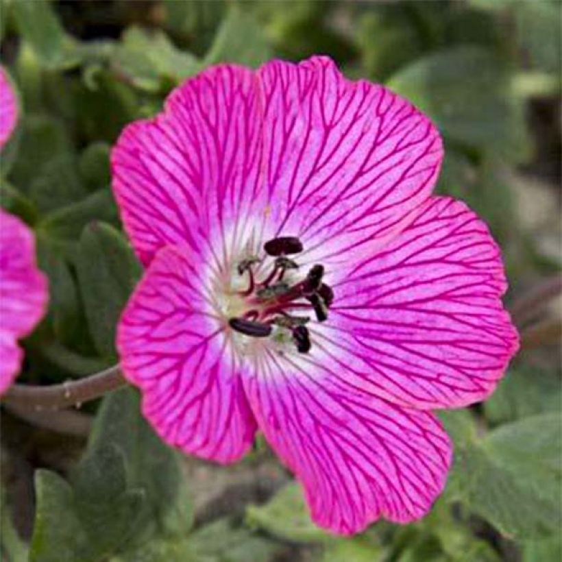 Harmaakurjenpolvi Jolly Jewel Hot Pink (Kukinta)