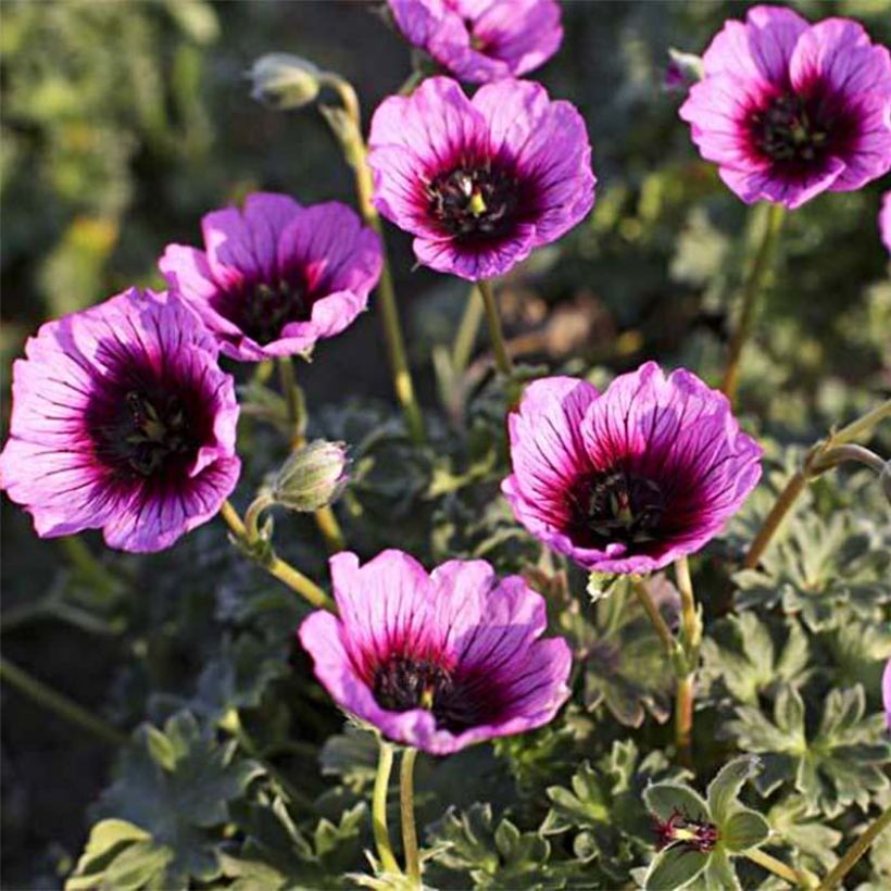 Harmaakurjenpolvi Jolly Jewel Violet (Kukinta)