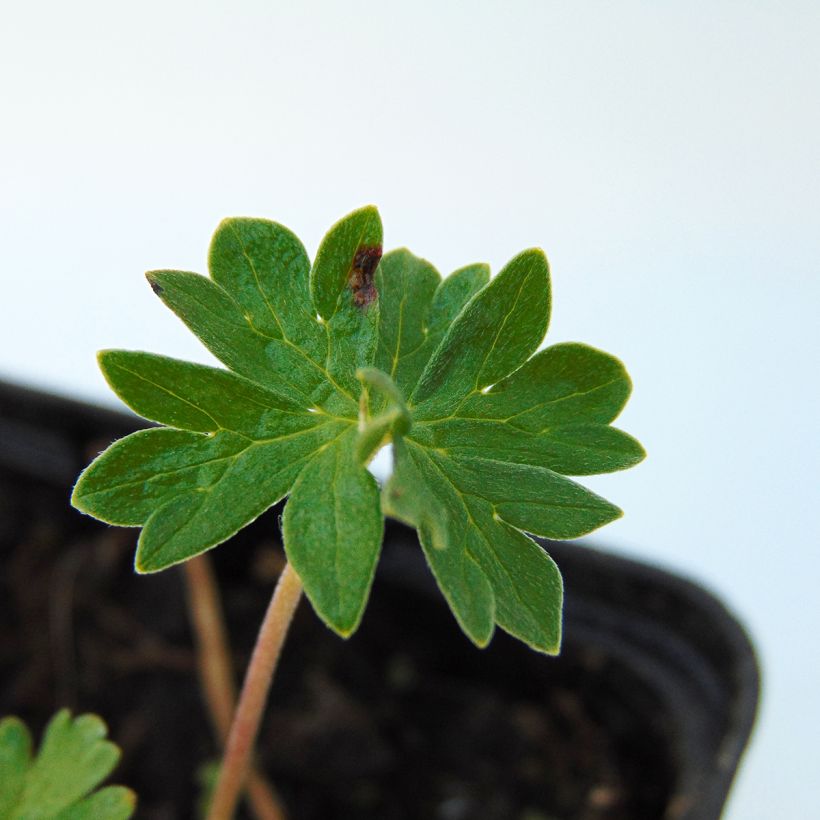 Harmaakurjenpolvi - Geranium cinereum v. subcaulescens (Lehvistö)