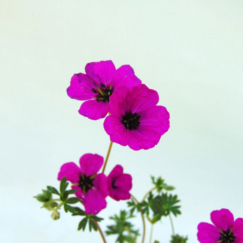 Harmaakurjenpolvi - Geranium cinereum v. subcaulescens (Kukinta)