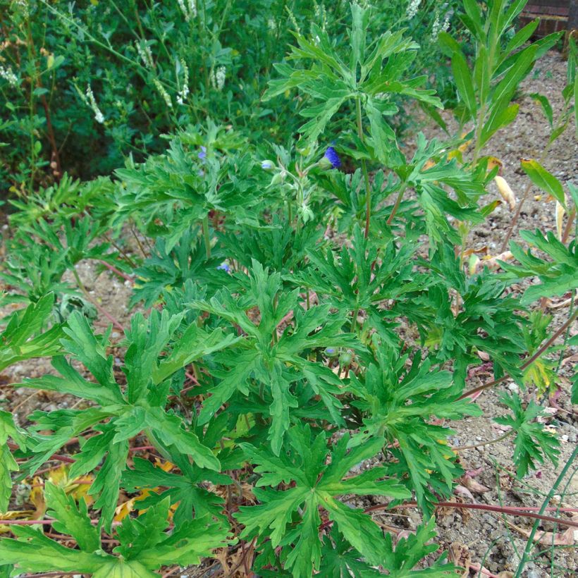 Kyläkurjenpolvi - Geranium pratense (Kasvutapa)