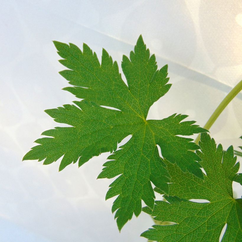 Espanjankurjenpolvi - Geranium endressii (Lehvistö)