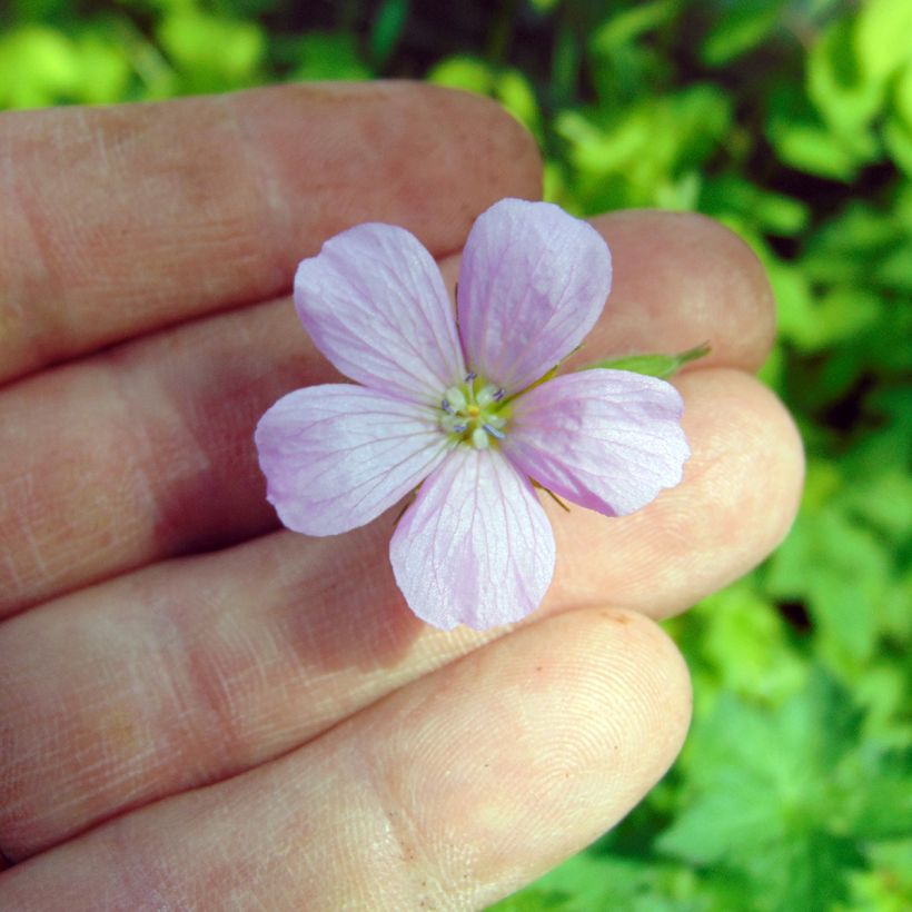 Espanjankurjenpolvi - Geranium endressii (Kukinta)