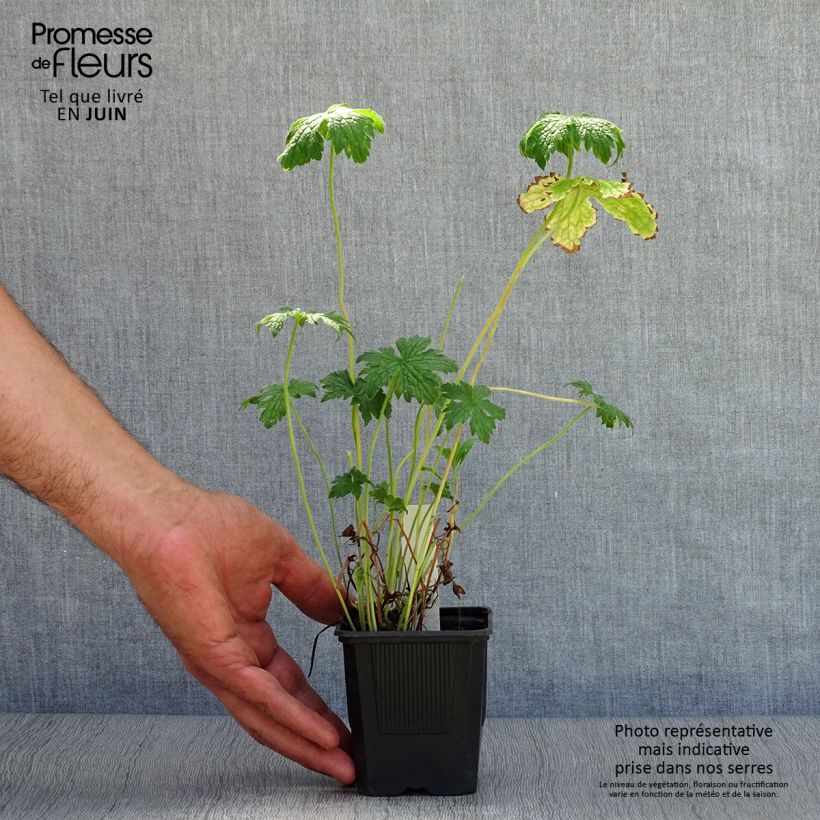 Esimerkki kesällä toimitetusta Espanjankurjenpolvi - Geranium endressii Taimiruukku 8/9 cm-taimesta