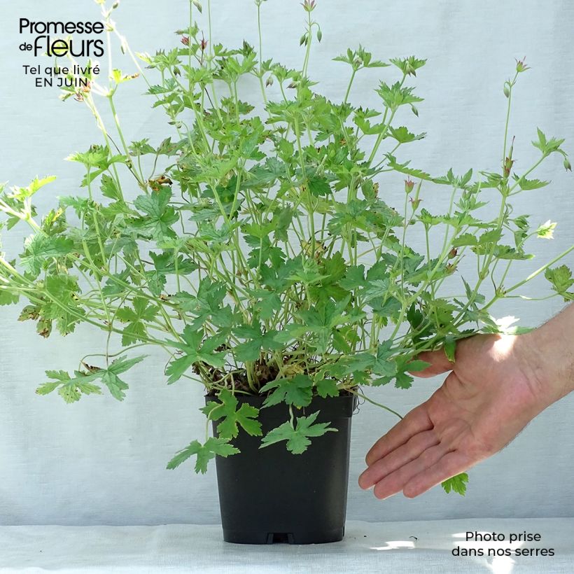Esimerkki kesällä toimitetusta Espanjankurjenpolvi - Geranium endressii Ruukku 2L / 3L-taimesta
