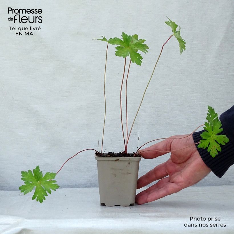 Example of Idänkurjenpolvi Derrick Cook Godet de 8/9 cm as you get in printemps