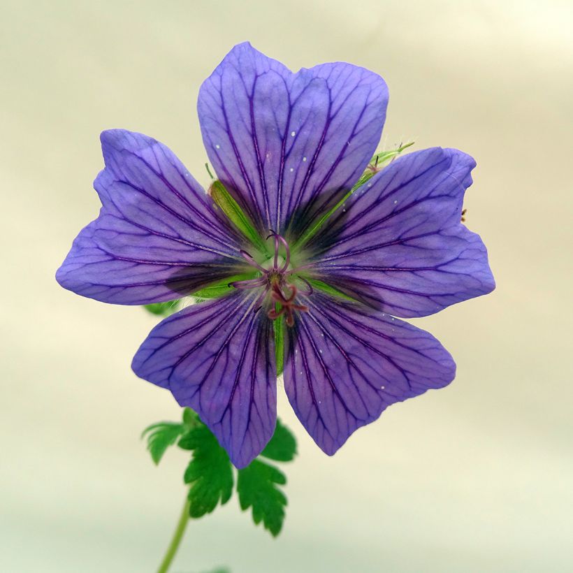 Turkinkurjenpolvi - Geranium ibericum (Kukinta)