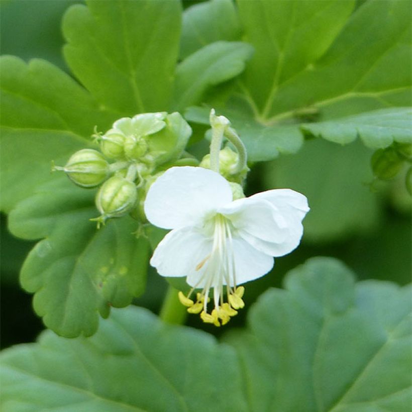 Tuoksukurjenpolvi White Ness (Lehvistö)