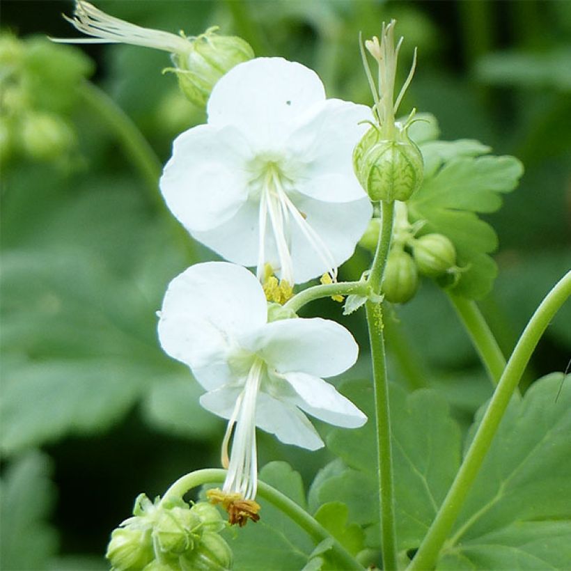 Tuoksukurjenpolvi White Ness (Kukinta)