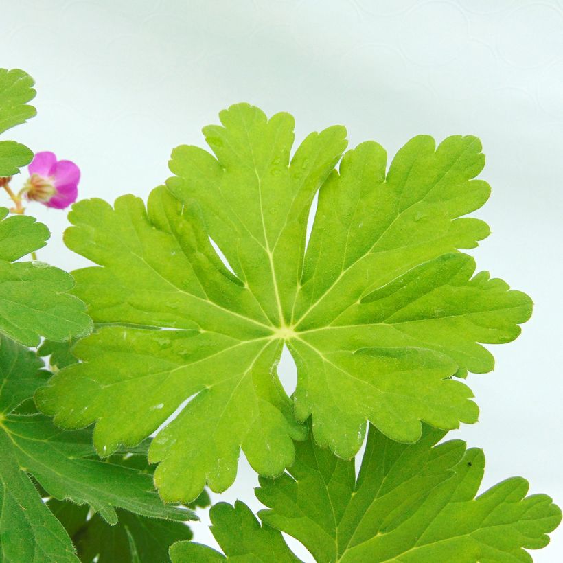 Tuoksukurjenpolvi - Geranium macrorrhizum (Lehvistö)