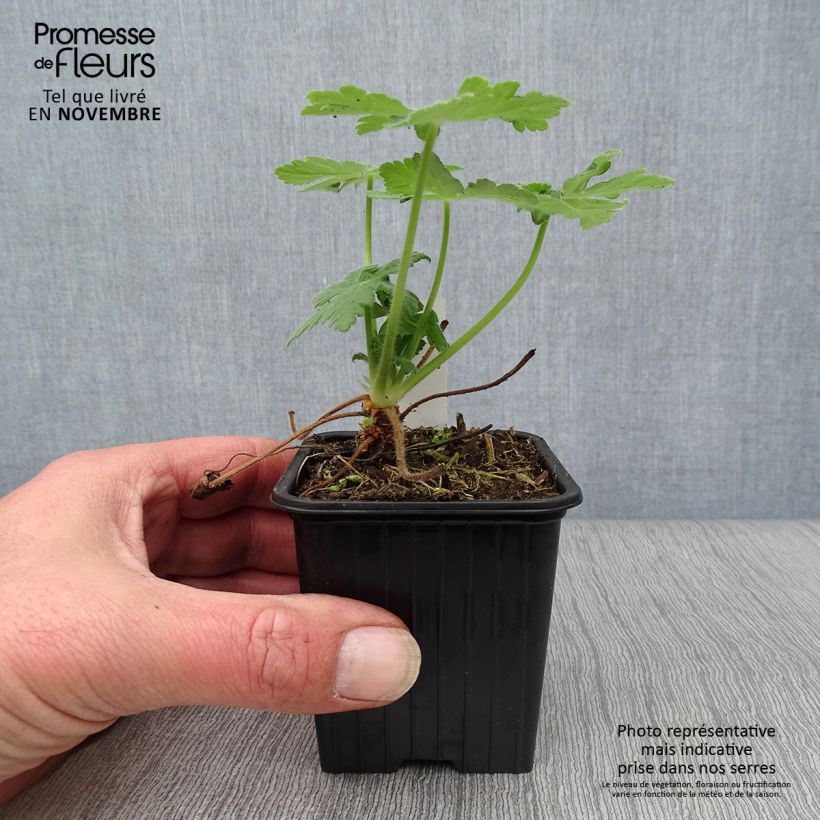 Esimerkki syksyllä toimitetusta Tuoksukurjenpolvi Bevan s Variety 8/9 cm taimiruukku-taimesta