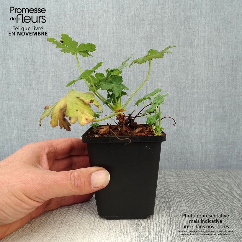 Esimerkki syksyllä toimitetusta Tuoksukurjenpolvi Czakor 8/9 cm taimiruukku-taimesta
