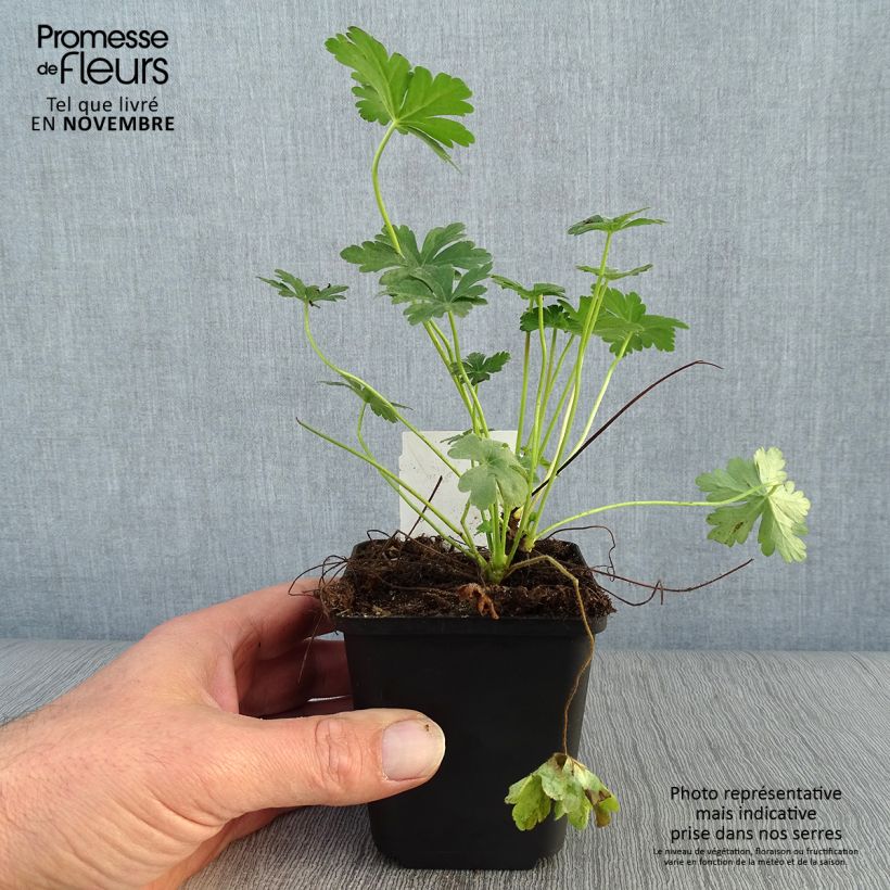 Esimerkki syksyllä toimitetusta Tuoksukurjenpolvi - Geranium macrorrhizum 8/9 cm taimiruukku-taimesta