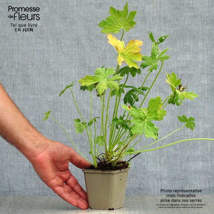 Esimerkki kesällä toimitetusta Tuoksukurjenpolvi - Geranium macrorrhizum Taimiruukku 8/9 cm-taimesta