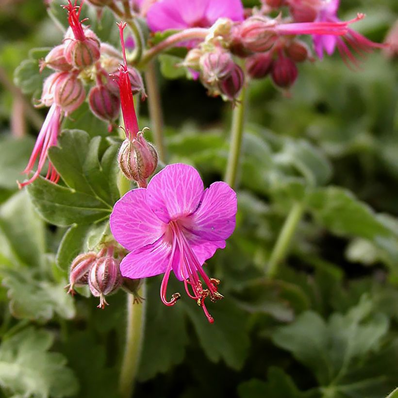 Tuoksukurjenpolvi Ingwersen's Variety (Kukinta)