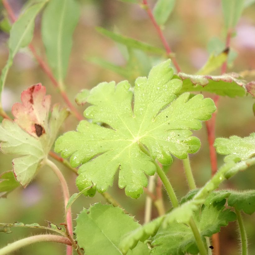 Tuoksukurjenpolvi Ingwersen's Variety (Lehvistö)