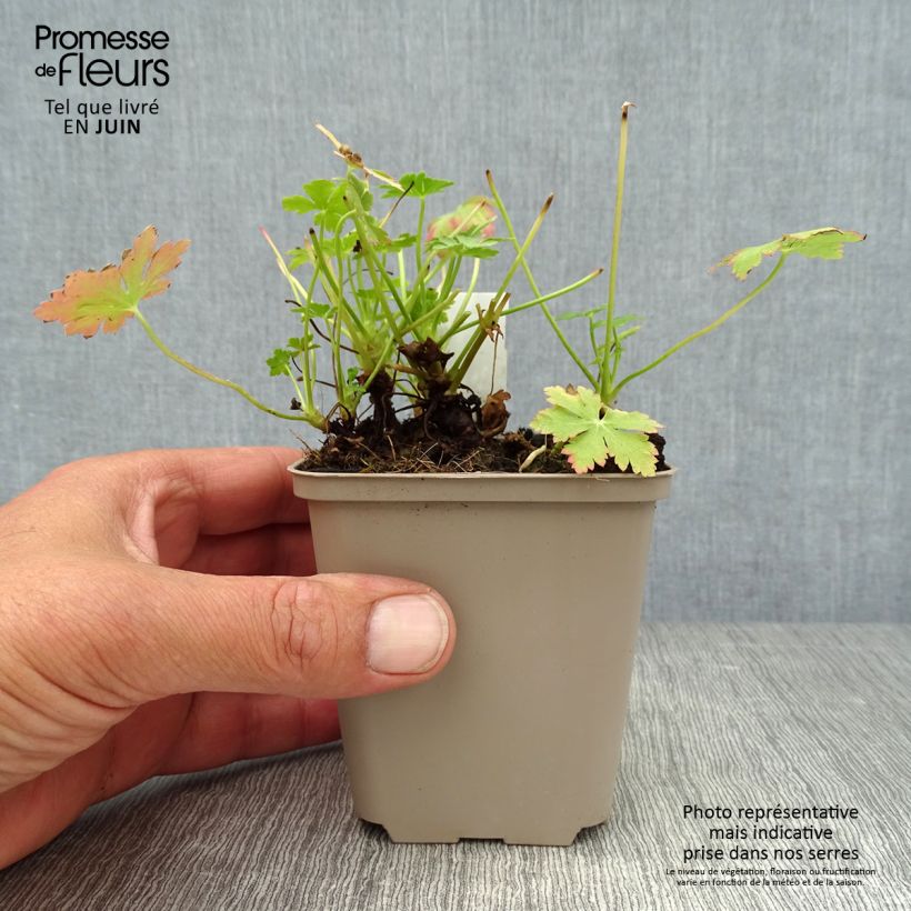 Esimerkki kesällä toimitetusta Tuoksukurjenpolvi Olympos 8/9 cm taimiruukku-taimesta