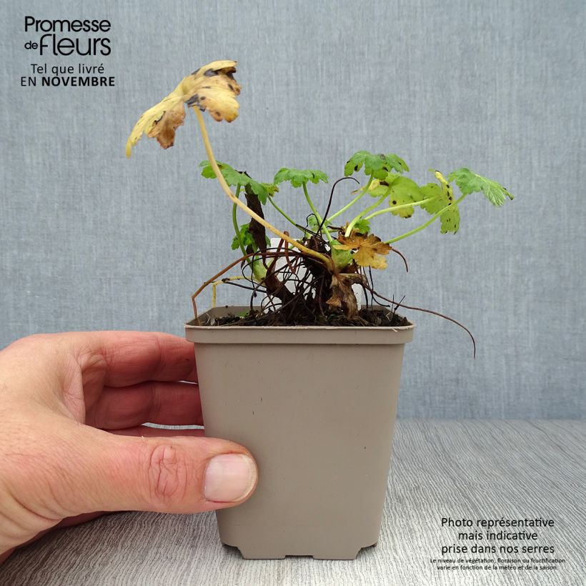 Esimerkki syksyllä toimitetusta Tuoksukurjenpolvi White Ness 8/9 cm taimiruukku-taimesta