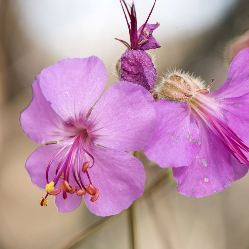 Tuoksukurjenpolvi - Geranium macrorrhizum (Kukinta)