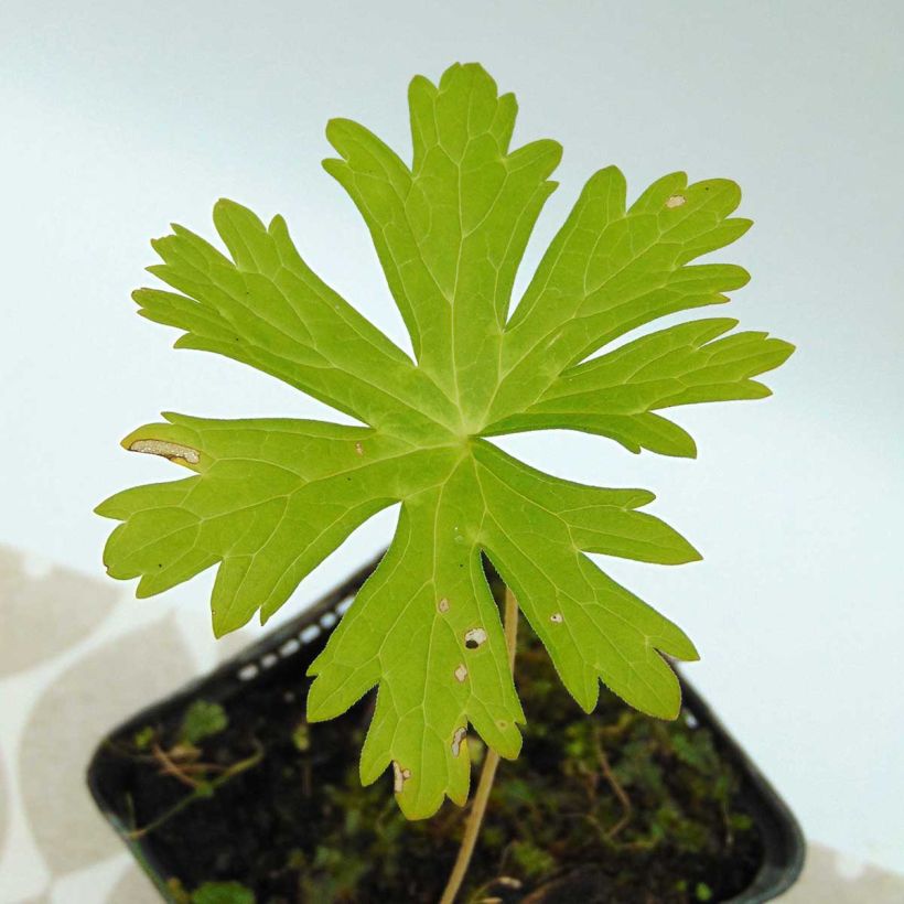 Täpläkurjenpolvi - Geranium maculatum (Lehvistö)