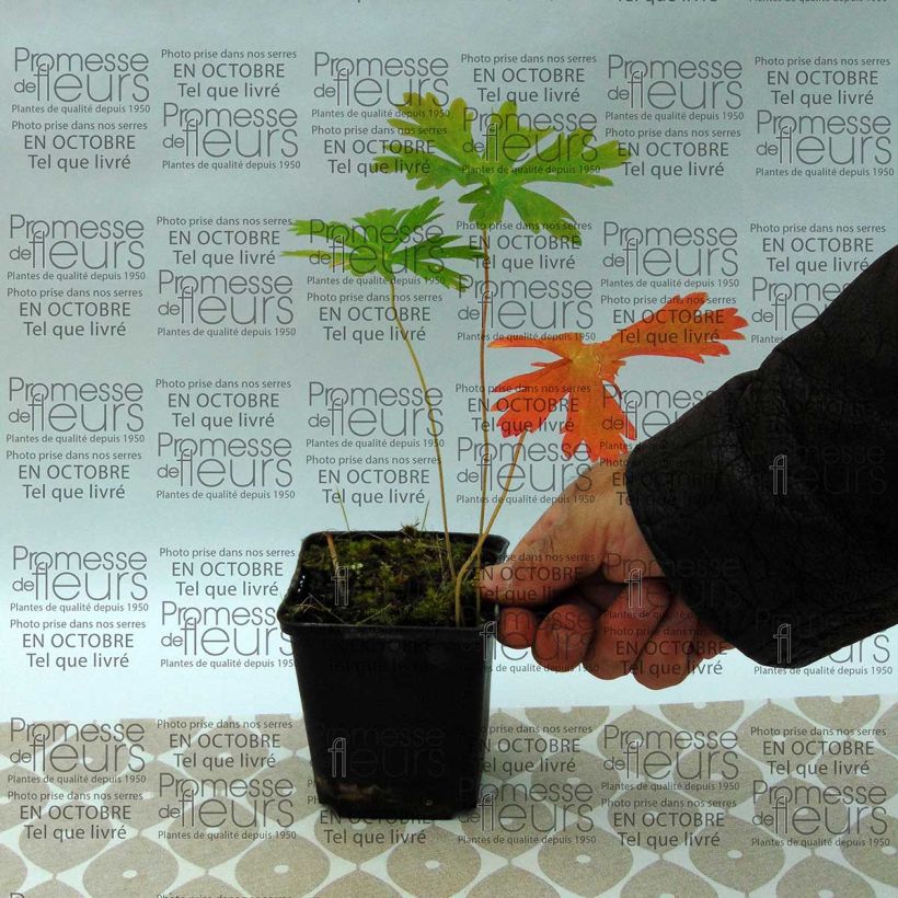 Esimerkki toimitetusta Täpläkurjenpolvi - Geranium maculatum Godet de 8/9 cm-taimesta