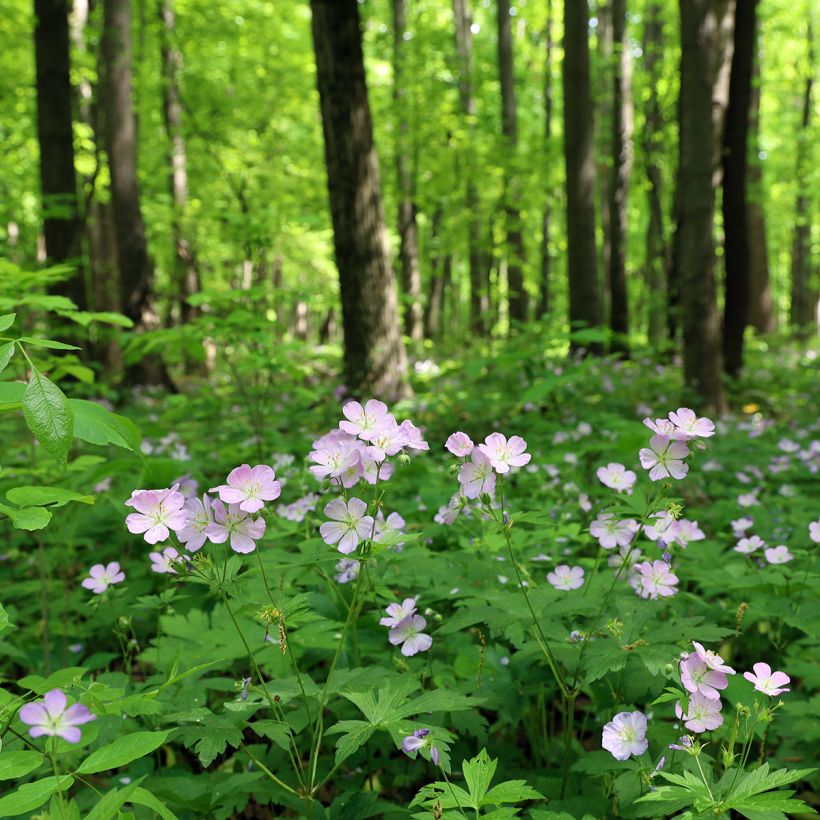 Täpläkurjenpolvi - Geranium maculatum (Kasvutapa)
